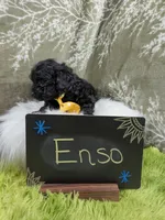 Enzo , a male Yorkipoo for sale in Ocala, FL – 8 of 9