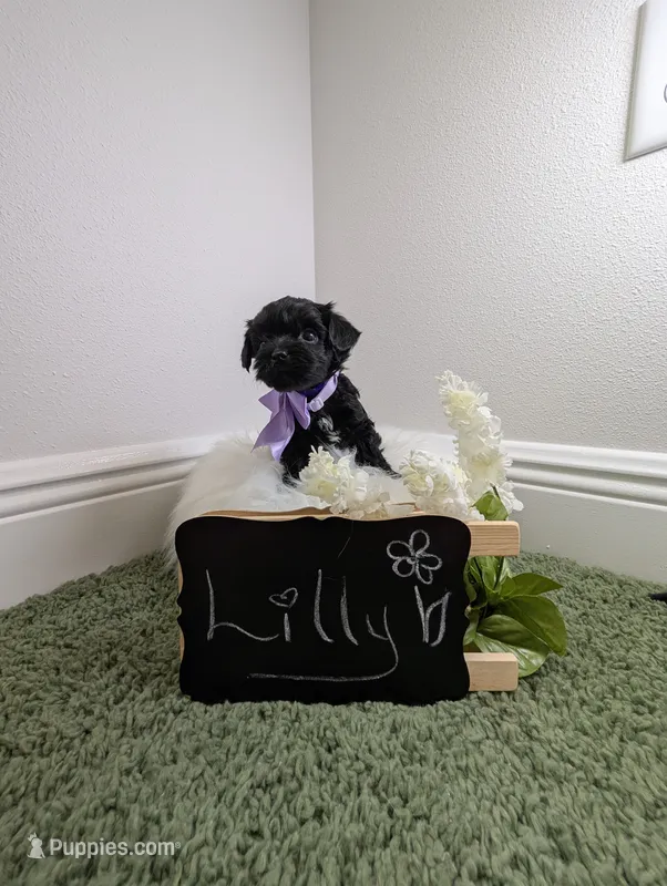 Lilly – Yorkipoo puppy for sale in Ocala, FL