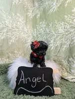 Angel, a female Yorkipoo for sale in Ocala, FL – Photo 8 of 8