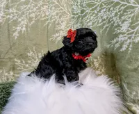 Angel, a female Yorkipoo for sale in Ocala, FL – Photo 2 of 8