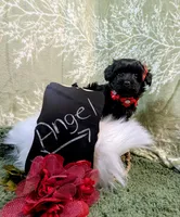 Angel, a female Yorkipoo for sale in Ocala, FL – Photo 3 of 8