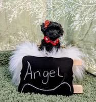 Angel, a female Yorkipoo for sale in Ocala, FL – Photo 1 of 8