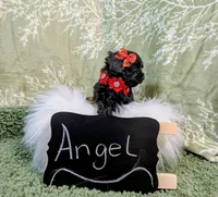 Angel, a female Yorkipoo for sale in Ocala, FL – Photo 4 of 8