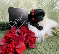 Angel, a female Yorkipoo for sale in Ocala, FL – Photo 5 of 8