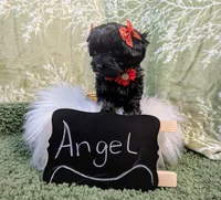 Angel, a female Yorkipoo for sale in Ocala, FL – Photo 7 of 8