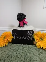 Rosa, a female Yorkipoo for sale in Ocala, FL – 2 of 4