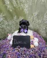 Dahlia , a female Yorkipoo for sale in Ocala, FL – Photo 2 of 8