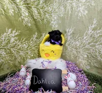 Dahlia , a female Yorkipoo for sale in Ocala, FL – Photo 7 of 8