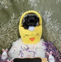 Dahlia , a female Yorkipoo for sale in Ocala, FL – Photo 6 of 8