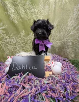 Dahlia , a female Yorkipoo for sale in Ocala, FL – Photo 8 of 8