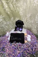 Dahlia , a female Yorkipoo for sale in Ocala, FL – Photo 4 of 8