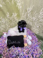 Dahlia , a female Yorkipoo for sale in Ocala, FL – Photo 5 of 8