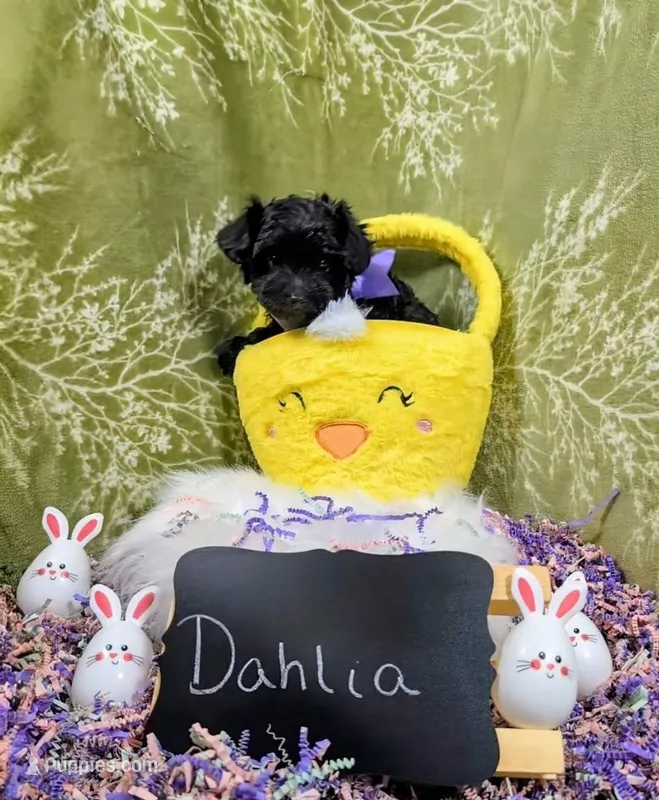 Dahlia  – Yorkipoo puppy for sale in Ocala, FL