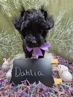 Dahlia , a female Yorkipoo for sale in Ocala, FL – Photo 3 of 8