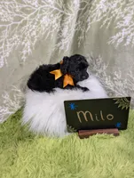Milo, a male Yorkipoo for sale in Ocala, FL – 4 of 6