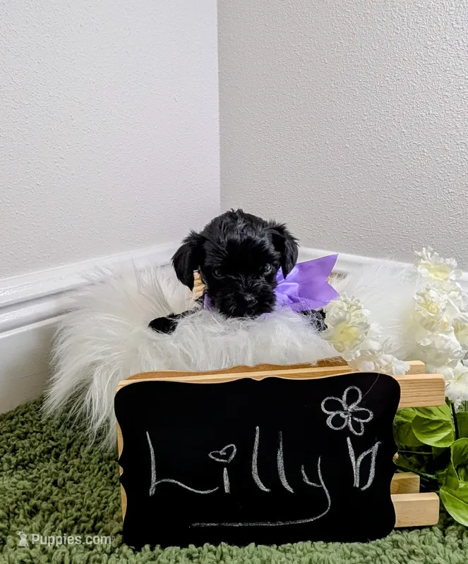 Lilly – Yorkipoo puppy for sale in Ocala, FL
