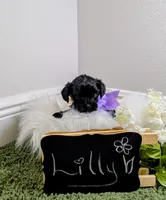 Lilly, a female Yorkipoo for sale in Ocala, FL – 1 of 5