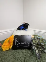 Bluey, a male Yorkipoo for sale in Ocala, FL – 6 of 6