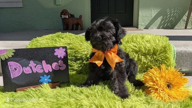 Dutches – Yorkipoo puppy for sale in Ocala, FL