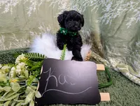 Kash, a male Yorkipoo for sale in Ocala, FL – Photo 1 of 5