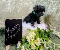 Kash, a male Yorkipoo for sale in Ocala, FL – Photo 5 of 5