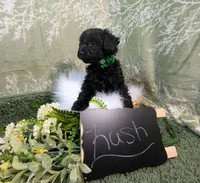 Kash, a male Yorkipoo for sale in Ocala, FL – Photo 2 of 5