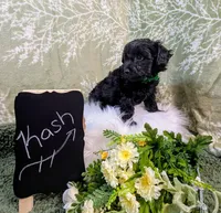 Kash, a male Yorkipoo for sale in Ocala, FL – Photo 4 of 5