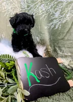 Kash, a male Yorkipoo for sale in Ocala, FL – Photo 3 of 5