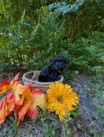 Maxwell, a male Yorkipoo for sale in Ocala, FL – Photo 4 of 4