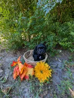 Maxwell, a male Yorkipoo for sale in Ocala, FL – Photo 3 of 4