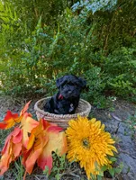 Maxwell, a male Yorkipoo for sale in Ocala, FL – Photo 1 of 4
