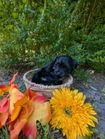 Maxwell, a male Yorkipoo for sale in Ocala, FL – Photo 2 of 4