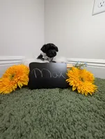Max, a male Yorkipoo for sale in Ocala, FL – 5 of 6
