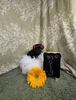 Molly , a female Yorkipoo for sale in Ocala, FL – Photo 5 of 6