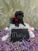 Molly/Easter Special 🐇, a female Yorkipoo for sale in Ocala, FL – Photo 2 of 10