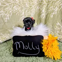 Molly/Easter Special 🐇, a female Yorkipoo for sale in Ocala, FL – Photo 5 of 10