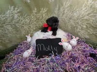 Molly/Easter Special 🐇, a female Yorkipoo for sale in Ocala, FL – Photo 4 of 10