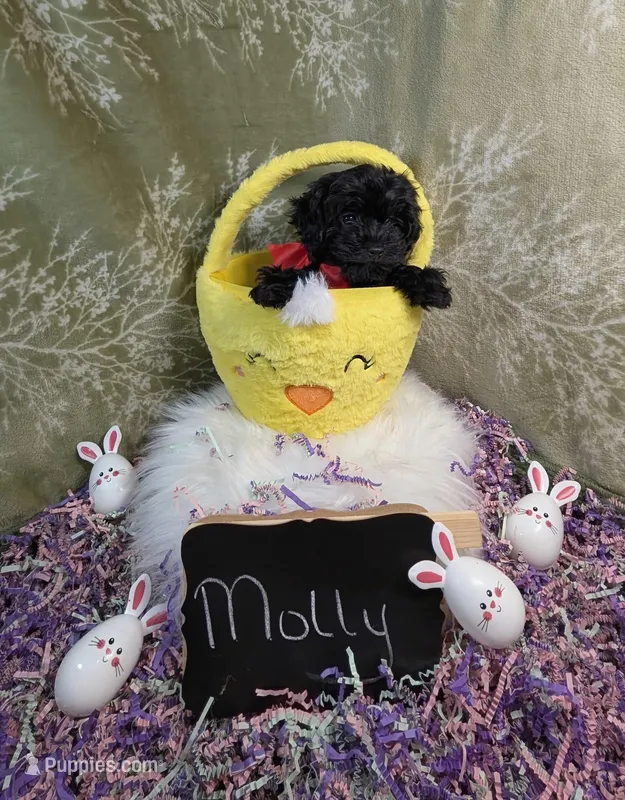 Molly/Easter Special 🐇 – Yorkipoo puppy for sale in Ocala, FL
