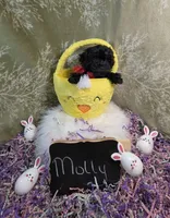 Molly/Easter Special 🐇, a female Yorkipoo for sale in Ocala, FL – Photo 1 of 10