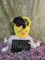 Molly/Easter Special 🐇, a female Yorkipoo for sale in Ocala, FL – Photo 3 of 10