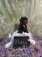 Molly/Easter Special 🐇, a female Yorkipoo for sale in Ocala, FL – Photo 6 of 10