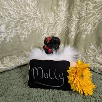 Molly/Easter Special 🐇, a female Yorkipoo for sale in Ocala, FL – Photo 10 of 10