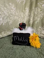 Molly , a female Yorkipoo for sale in Ocala, FL – Photo 6 of 6