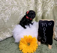 Molly , a female Yorkipoo for sale in Ocala, FL – Photo 1 of 6