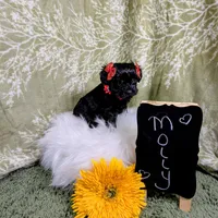 Molly/Easter Special 🐇, a female Yorkipoo for sale in Ocala, FL – Photo 8 of 10