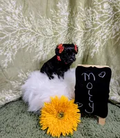 Molly , a female Yorkipoo for sale in Ocala, FL – Photo 3 of 6