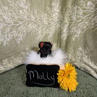 Molly/Easter Special 🐇, a female Yorkipoo for sale in Ocala, FL – Photo 9 of 10