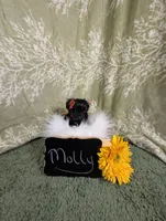 Molly , a female Yorkipoo for sale in Ocala, FL – Photo 4 of 6