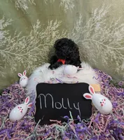 Molly/Easter Special 🐇, a female Yorkipoo for sale in Ocala, FL – Photo 7 of 10