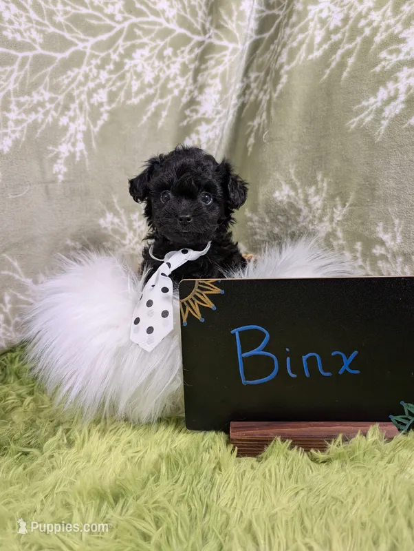 Binx, a male Yorkipoo for sale in Ocala, FL – 1 of 8
